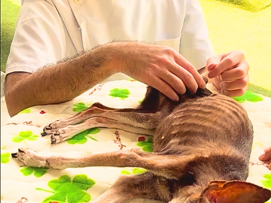 どうぶつ施術画像